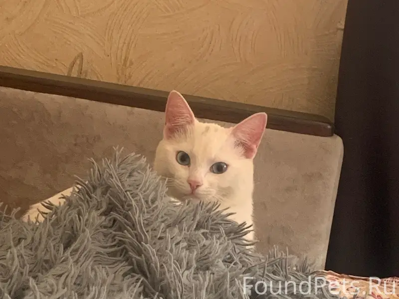 Пропал котёнок Шикака, Курск