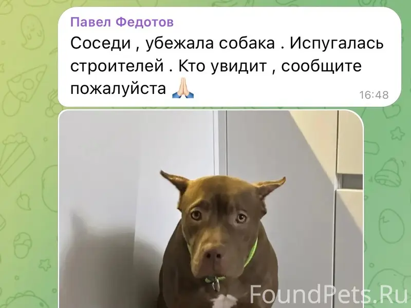 Пропала собака Боня, Поварово Вилладж