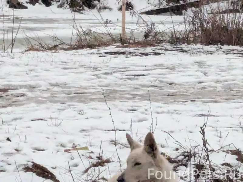 Пропала собака, Новый город