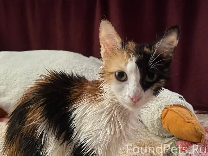 Пропала кошка Луна, улица Казаса