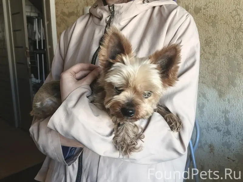 Найдена собака