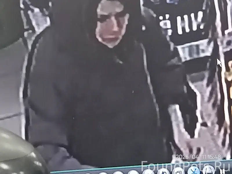 Пропала кошка Мурка, бульвар Космонавтов