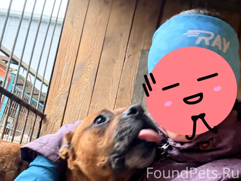 Найден метис боксера и питбуля, Иркутск