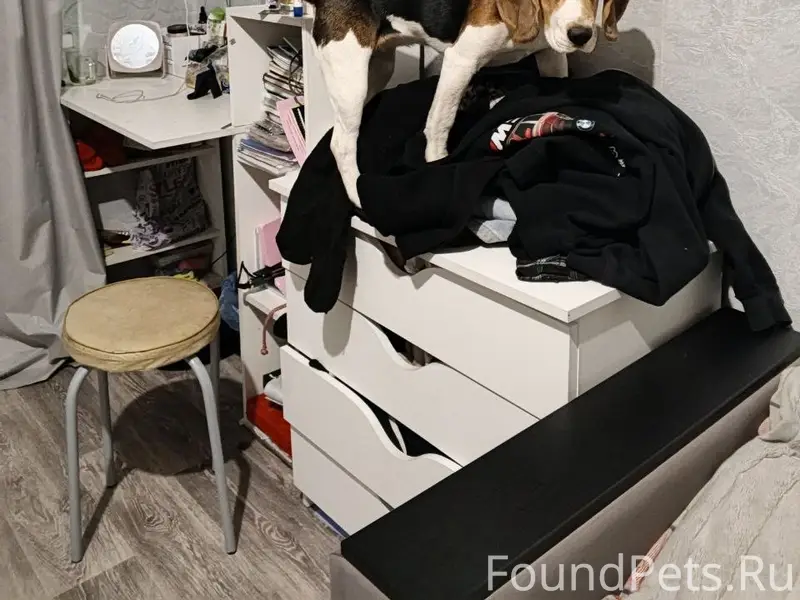 Пропала собака Белла, 12 шахта