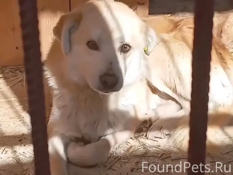 Пропал кобель, бежевый, трасса пЧубовка