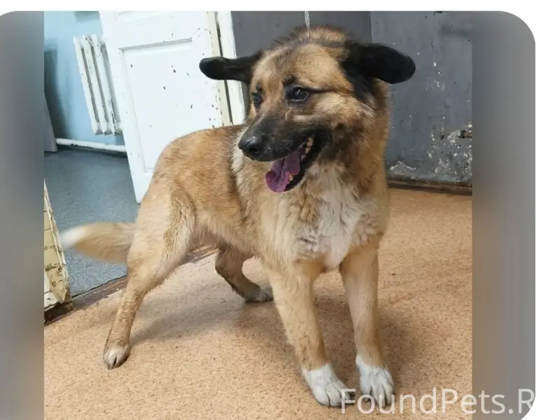 Пропала собака, возможно прихрамывает, Кедровая