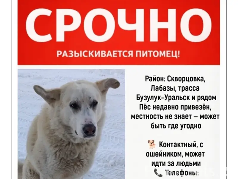 Пропал пёс, село Скворцовка, трасса Бузулук