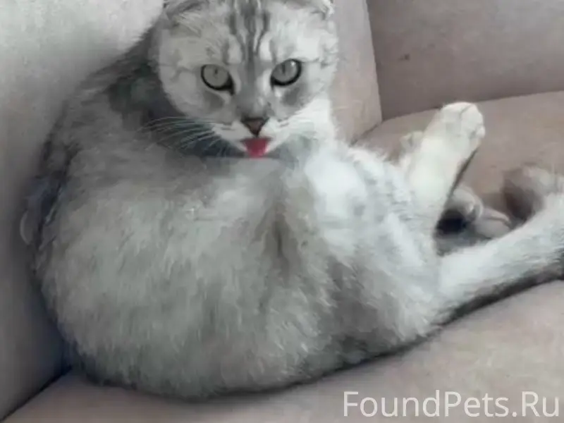 Пропал кот, Площадь Единения