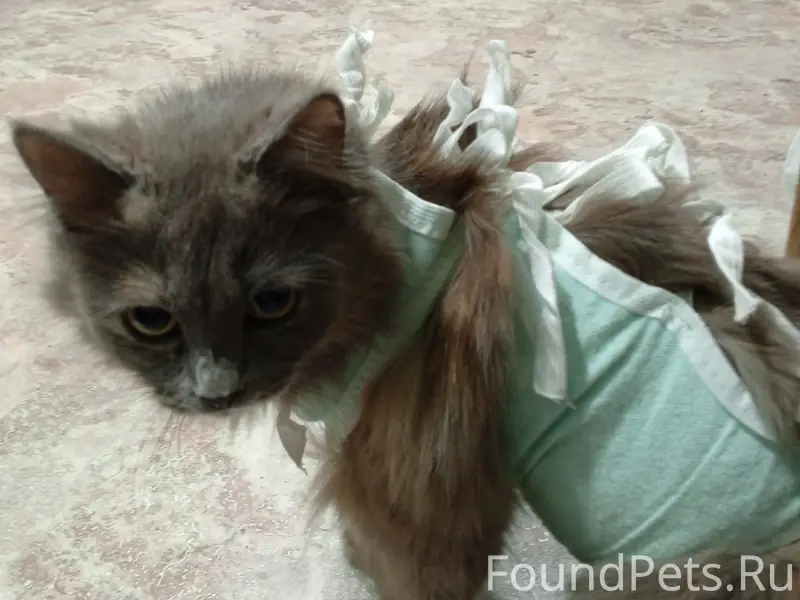 Найдена кошка, угол улиц Куйбышева и Комсомольской