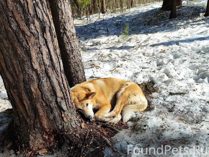 Пропала собака, Орехово-Зуево