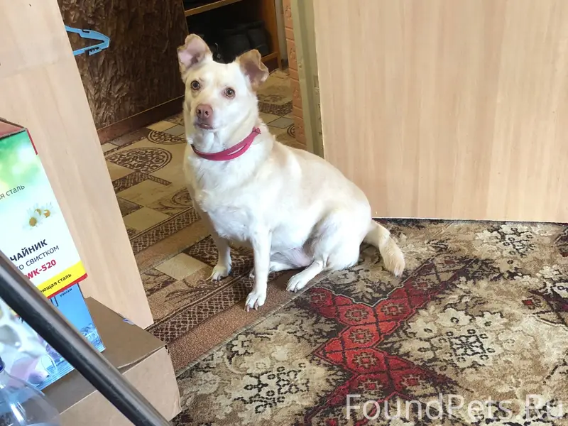 Пропала собака Масяня, район Пневматика