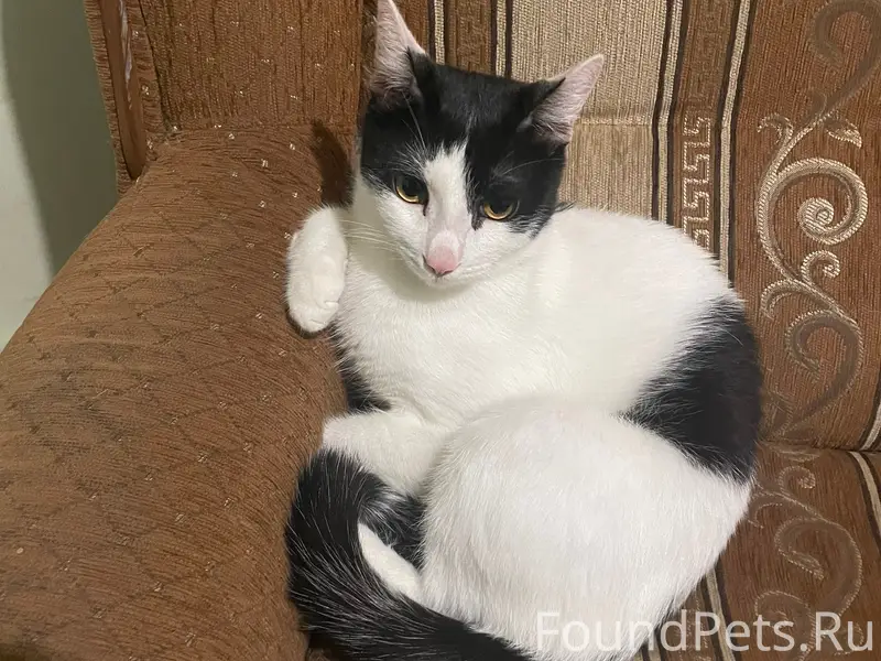 Пропал кот Андрей, Заводской район