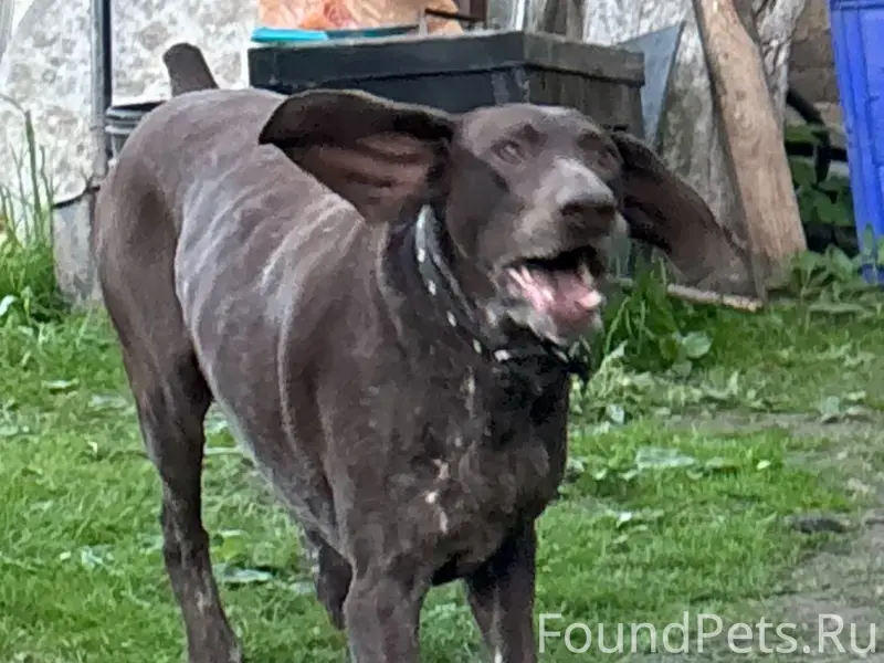 Пропал курцхаар Джой, микрорайон Северный
