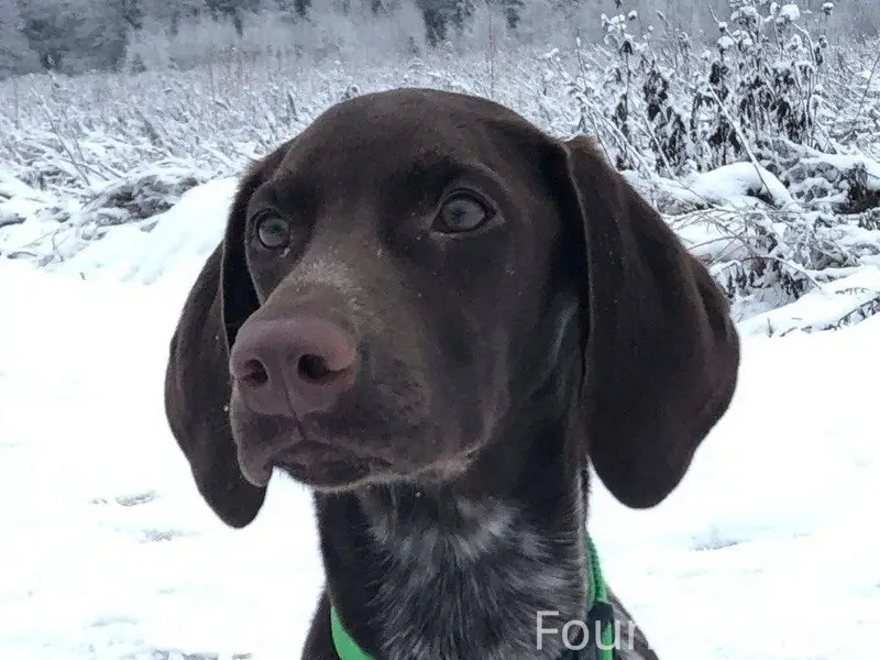 Пропала курцхаар Бруна, Рузский район