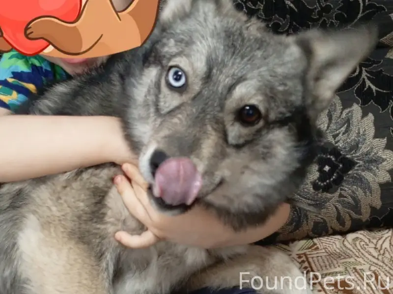 Пропала собака Альма, похожа на хаску, разные глаза