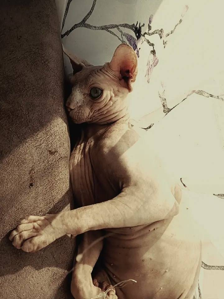 Пропал кот Маркиз, район Октябрьской и Нагорной