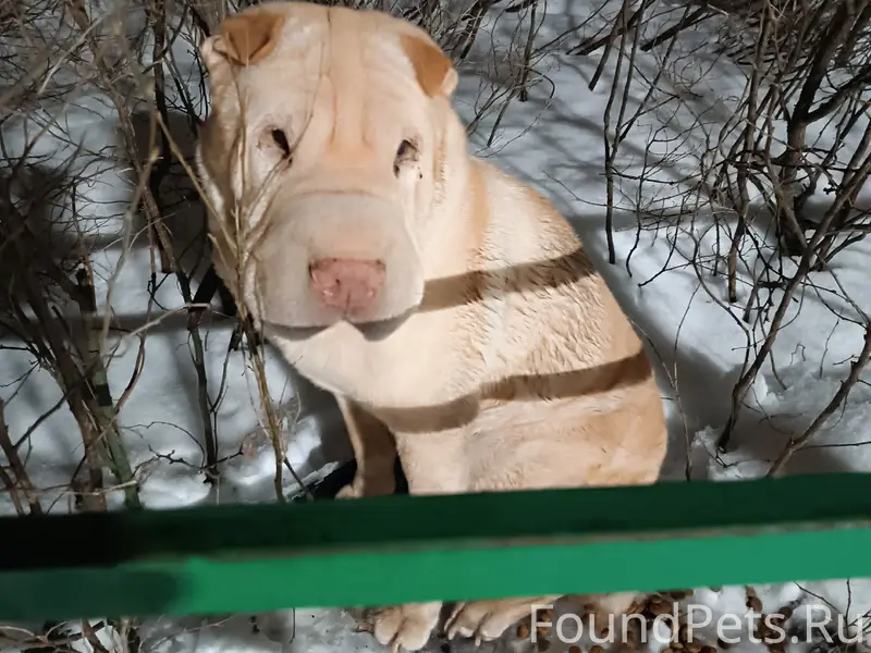 Найден тип неизвестен, место неизвестно