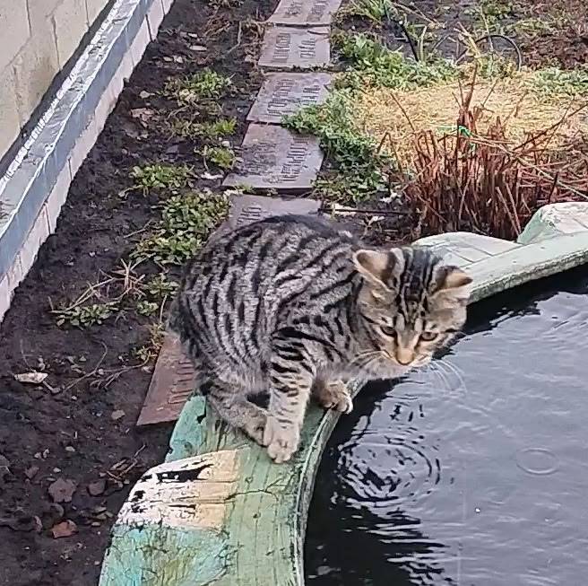 Пропал кот, район ул. Комсомольская