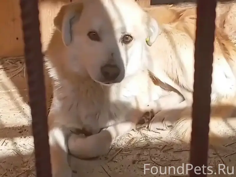 Пропал кобель бежевого цвета, Чубовка