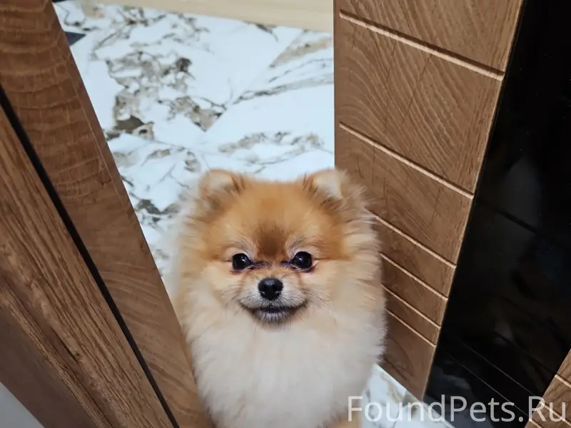 Пропал шпиц, район шк 5