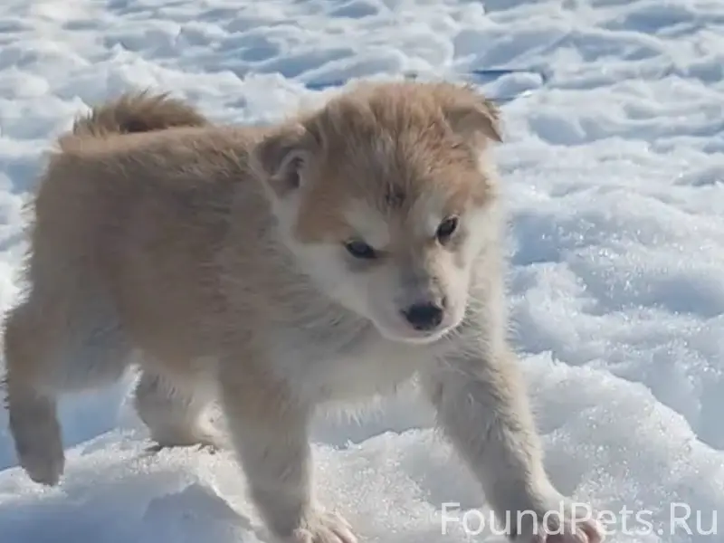 Пропал щенок, район бани