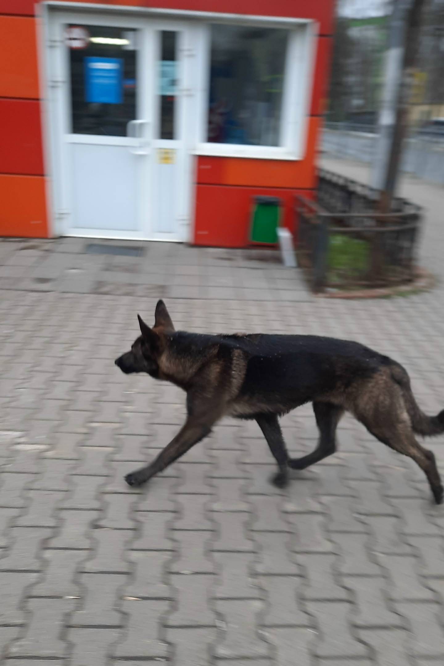 Найден метис овчарки с хердером, Мытищи