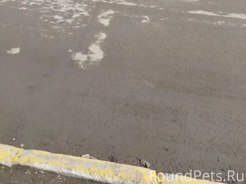 Пропал кот, ул. Тукая