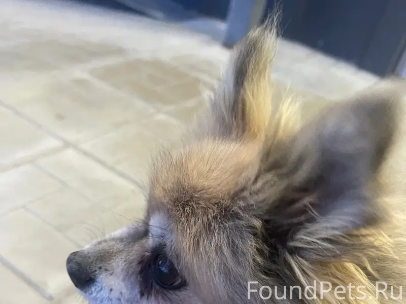 Найден тип собака, Овсище