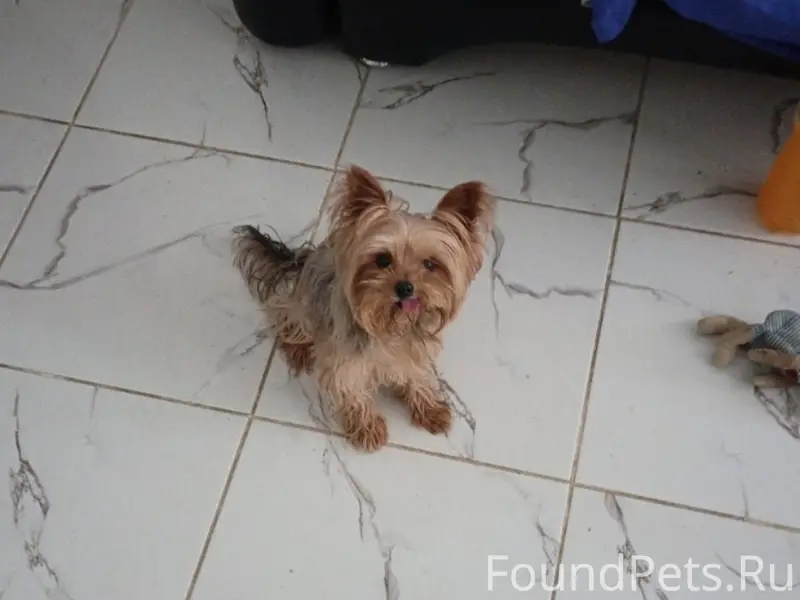 Пропал Джони, Мусоргского 6/1/Московской 144