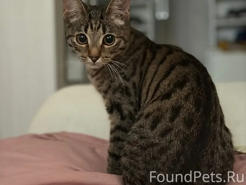 Пропала кошка Рокси, около дома 21