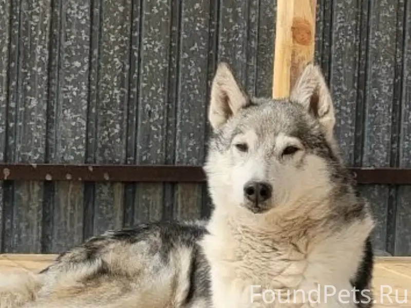 Пропала собака Робина