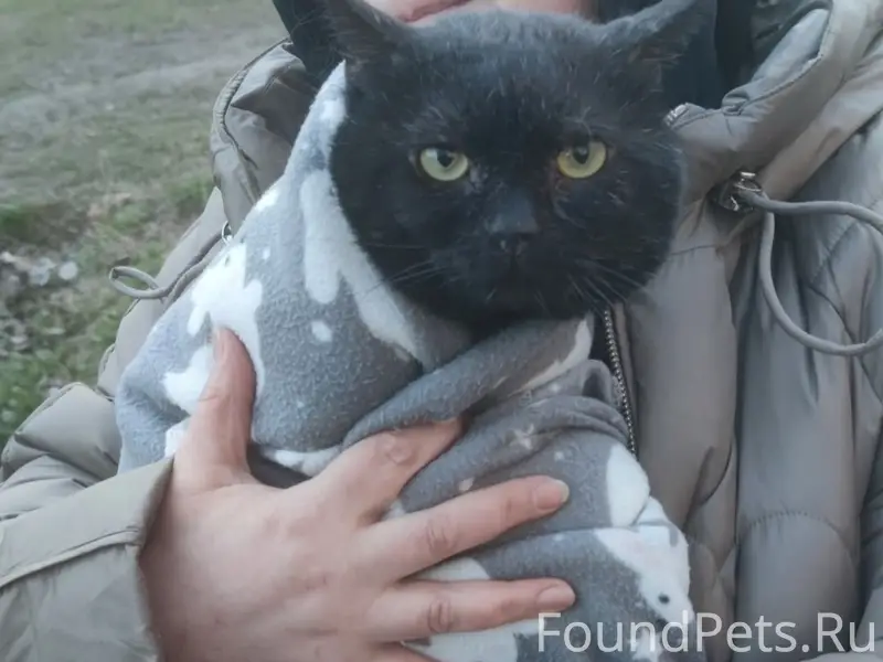 Найден кот, похож на британца, Невский район