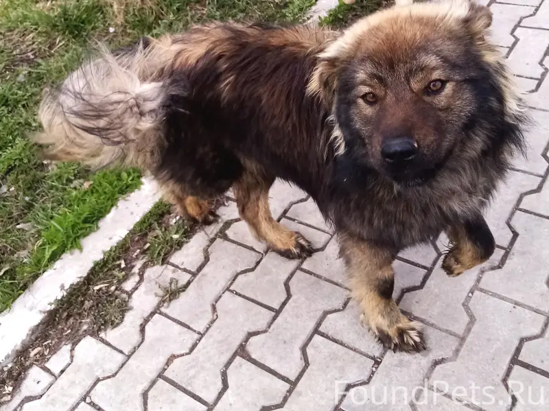 Пропала собачка, Стерлитамак