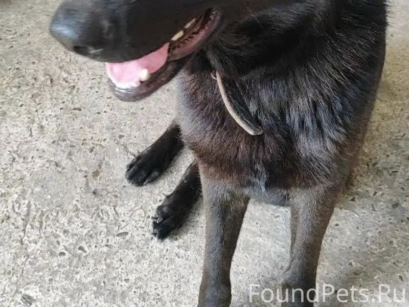 Пропала овчарка Джина, без указания места