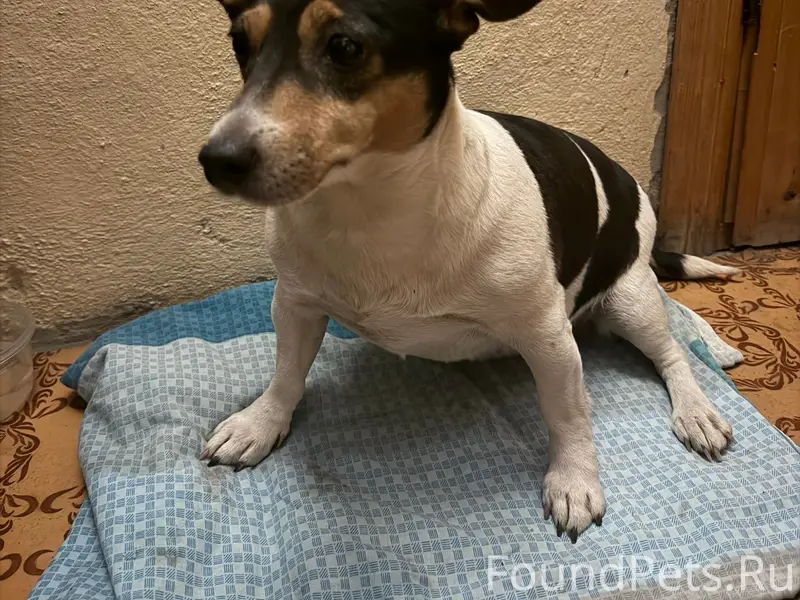 Найдена собака, хромает, центр