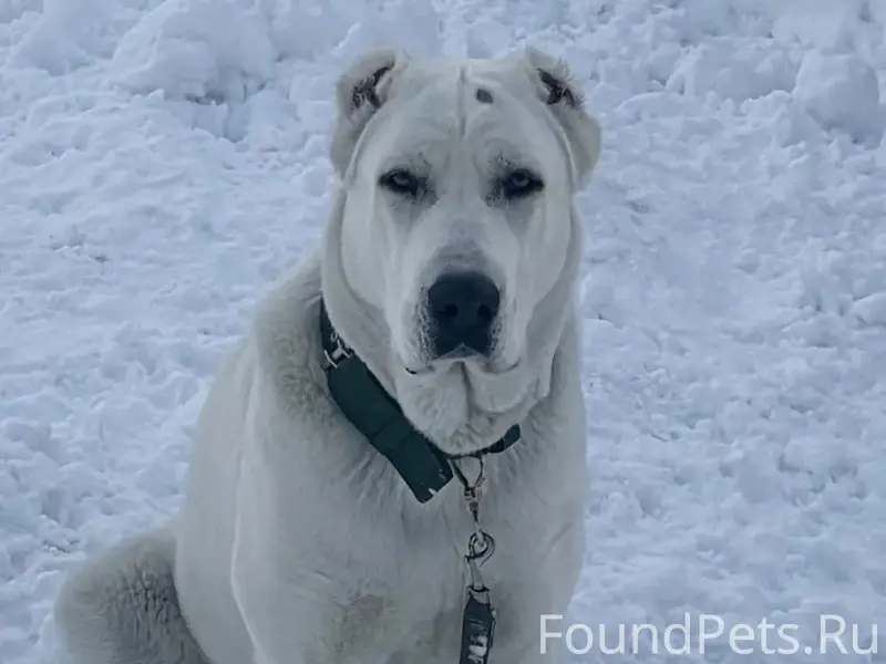 Пропала алабай, район СНТ 'Колос', п. Пригородный