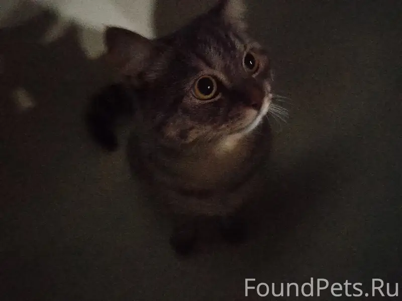 Пропала кошка Сиря (Сирена)