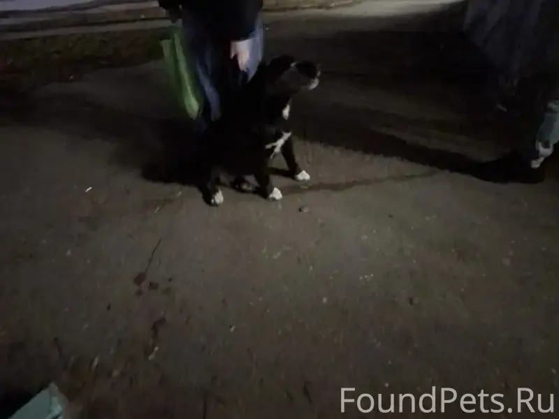 Найден подросток-собака, Жукова 33