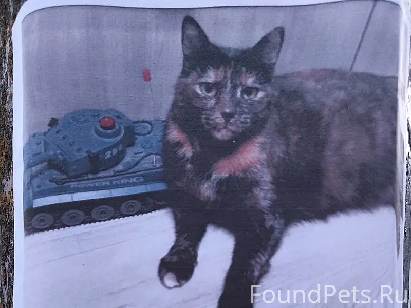 Пропала кошка, [место не указано]