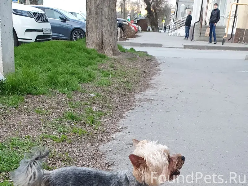 Пропал йорк, без ошейника, район Просвещения