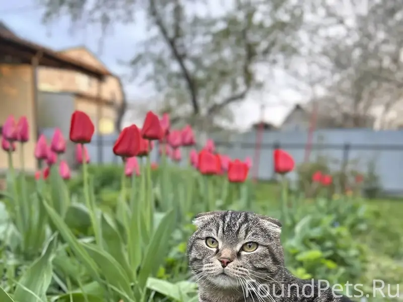 Пропал кот, снт южный