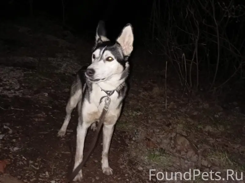 Найден пёс в ошейнике, лес