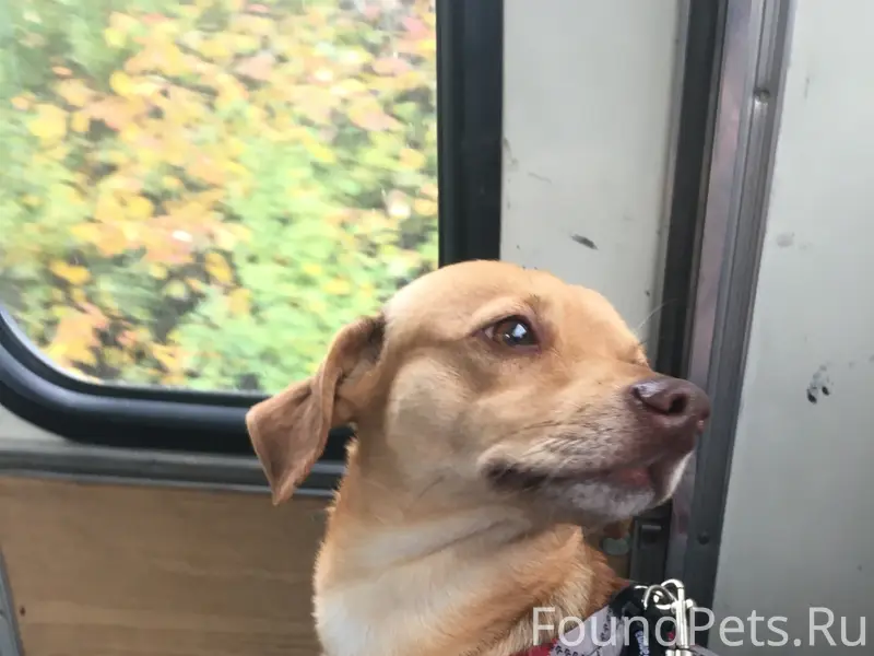 Пропала собака