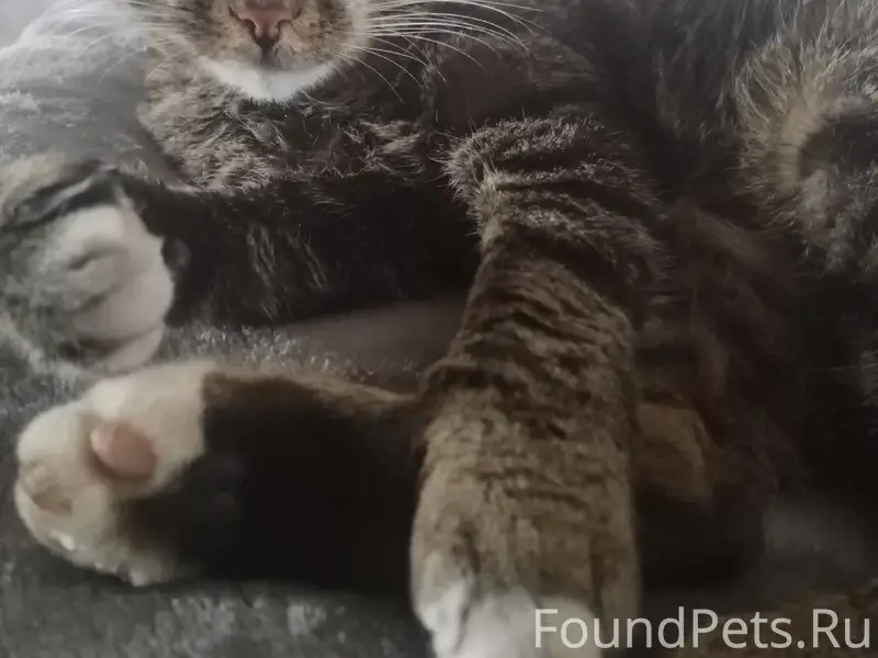 Пропал кот Нолик, жкх, ул Пушкина и другие