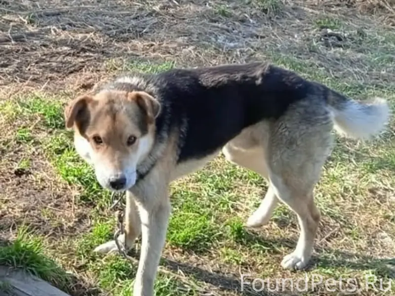 Пропал кобель Мухтар, район лагерей