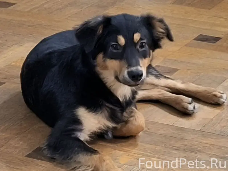ПРОПАЛА СОБАКА! Очень пугливый- звонить!