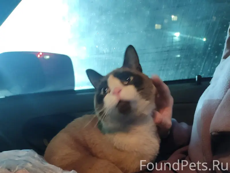 Найден взрослый кот, район трк Воскресенье