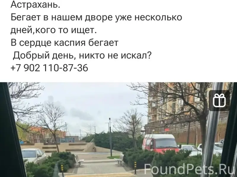 Пропала собака, Астрахань