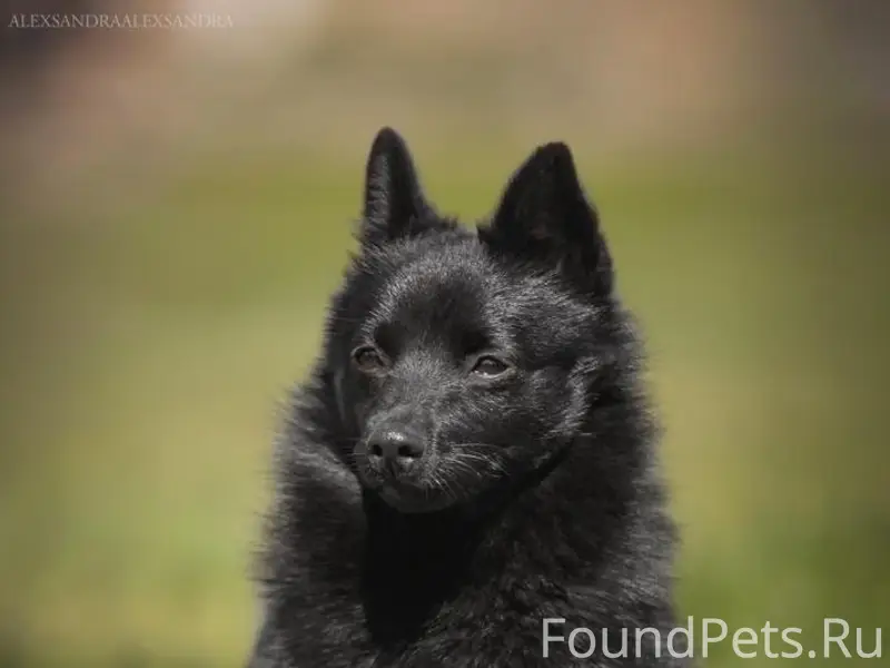 Пропала собака Мафия