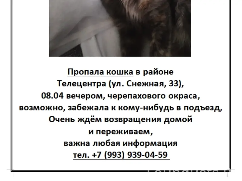 Пропала кошка черепахового окраса, район Телецентра